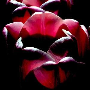 Meet your Posher, Pamela